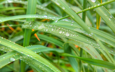A lot of green grass with close-up water drops  in sunlight background