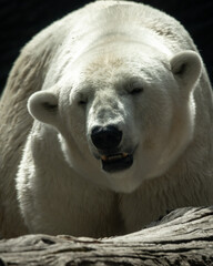 Wielki niedźwiedź polarny zmierza w twoją stronę - obrazy, fototapety, plakaty