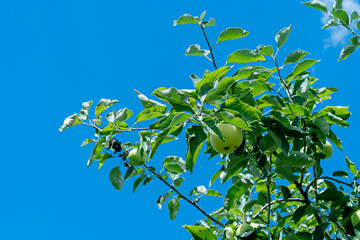 Apple tree and green apple, Green apples on a branch, selective focus