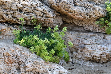 Green plants and flowers grow on stones