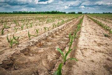 Tractor tracks in the corn field