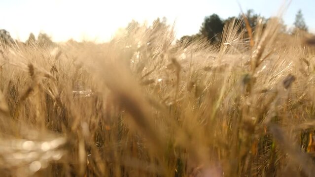 Morning Sunrise Shine Through Wheat Ears on Field. Close-up Macro 4K