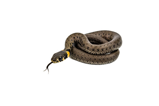 Young snake on white background