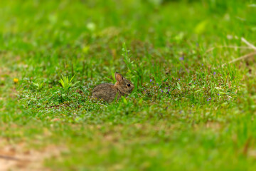 Obraz premium american, american robin, animal, animals, background, beak, beautiful, berry, bird, branch, connecticut, fauna, feather, feathers, flora, forest, green, habitat, michigan, migrant, migratory birds, m