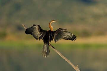 Afrcan Darter ( Anhinga rufa) Pilanesberg Nature Reserve, South Africa