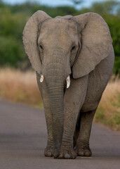 Obraz na płótnie Canvas African Elephant ( Loxodonta africana) Pilanesberg Nature Reserve, South Africa