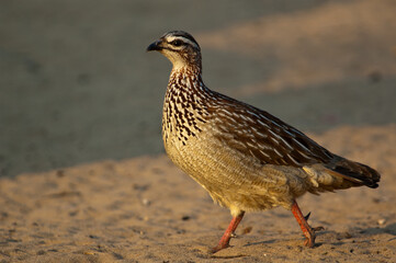  Crested Francolin ( Dendroperdix sephaena) Pilanesberg Nature Reserve, South Africa