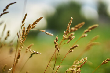 spikelets of dry grass close-up