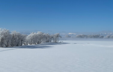 After the heavy snow, winter fields and trees