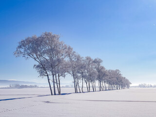Snow fields and frozen trees