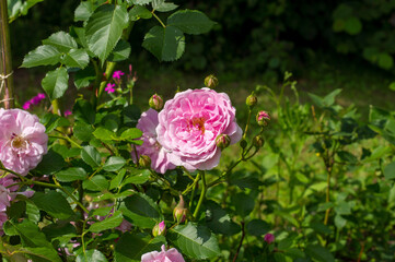 Rose