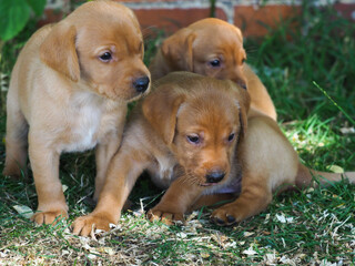 A Group Of Puppies