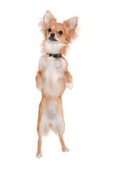 chihuahua dog is sitting on a white background - 517899008