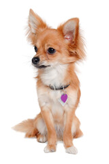 chihuahua dog is sitting on a white background - 517899011