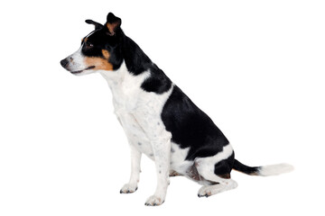 Happy Rat terrier puppy dog is sitting on a white background - 517899026