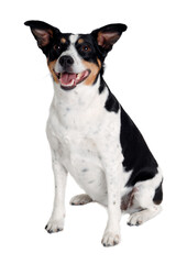 Happy Rat terrier puppy dog is sitting on a white background - obrazy, fototapety, plakaty