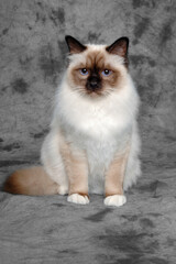 Sad Holy Birman cat sitting - 517899035
