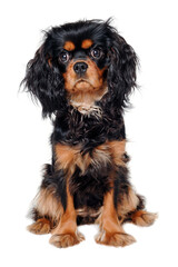 Sad Cavalier King Charles Spaniel dog - 517899044