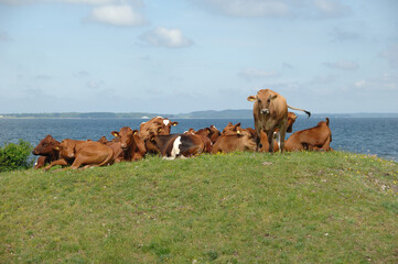 Cows resting on green grass - 517899060