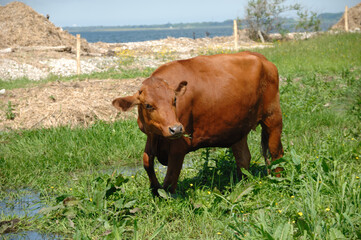 Cow standing on green grass
