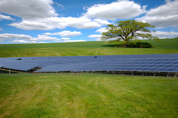 Rows of solar panels and green nature