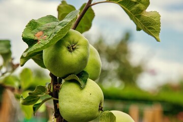 Grüner Apfel im Garten 