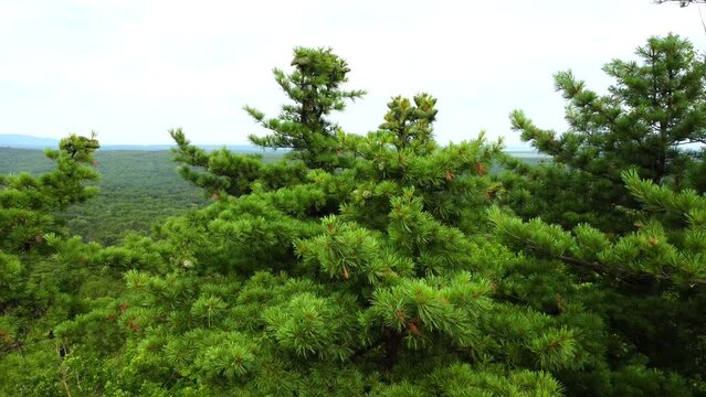 The crown of a cedar with green cones. The drone flies away from the tree. Filmed in cloudy weather on the Snake Hill in the Khekhtsir Nature Reserve in the Far East of Russia.