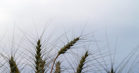 close-up of wheat in a field against the sky