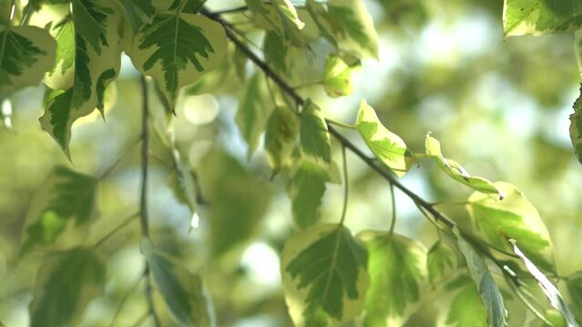 Rich green leaves of a tree waving in wind. Beautiful roundish bokeh. 
Green leaf close up in summer day sun rays on blurred abstract bokeh with flare background.