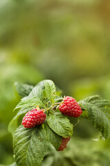 Ripe raspberries on the bushes in the garden. Growing raspberry bushes on the farm or in the garden...