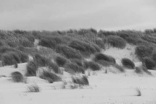 black and white photo of dune grass growing in sand in strong wind