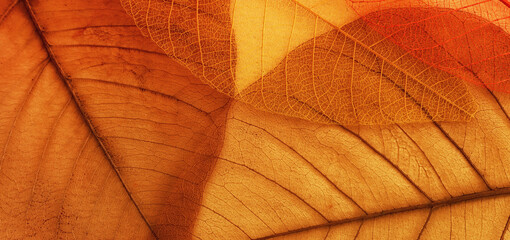 Transparent and delicate leaves over old background