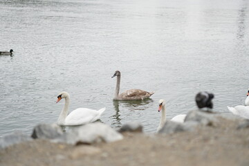 Obraz premium Schwäne auf der Donau