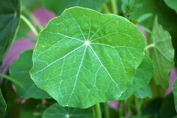 Liść Nasturcji Większej