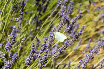 Lavendel, Provence, Frankreich