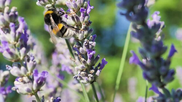 Close up shot of bumblebee on lavender flower