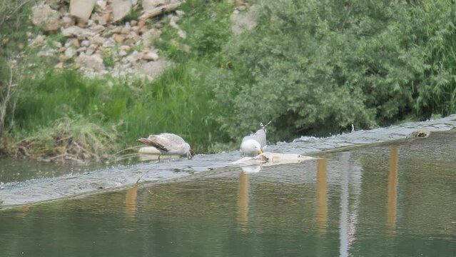 Galebs on the edge of a small waterfall with grass and rocks in the background at 100 fps