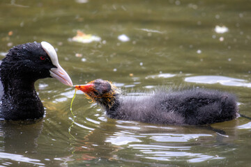 Eurasian coot feeding chick, London, United Kingdom