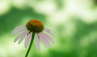 Close-up of purple flower of Echinacea purpurea on the blurred bokeh background of the greenery garden. Nature concept for design. Selective focus of pink flower head with copy space.