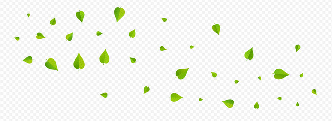 Grassy Leaf Nature Vector Panoramic Transparent