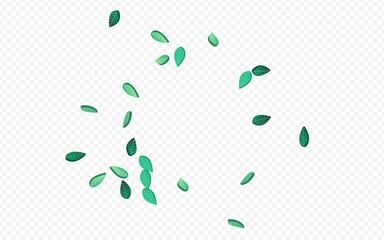 Green Leaf Herbal Vector Transparent Background