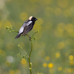 Male Bobolink perched on a weed stalk