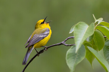 Male Blue-winged Warbler singing from a tree branch