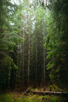 Photograph of fir tree forest and green moss. Carpathian mountains, Ukraine.