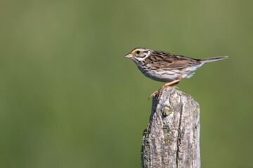 Savannah Sparrow perched on a fence post