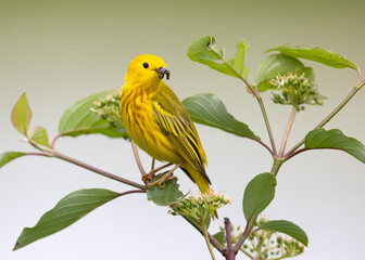 Male Yellow Warbler perched in a shrub