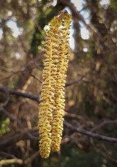 Oak Tree Catkins Hanging from a Tree, County Wicklow
