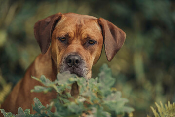 Elegant closeup portrait of Rhodesian Ridgeback sitting outside looking at you