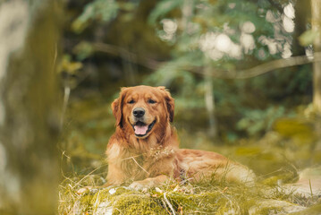 Golden retriver chilling on a stone in the forest