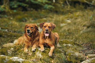 Golden retriver with best friend in the forest chilling on a stone.